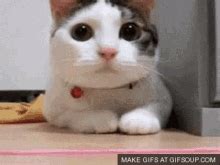 gif      whats   discover share gifs