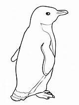 Penguin Coloring Pages Printable Penguins Drawing Emperor Little Blue Line Kids Color Books Clipart Template Cartoon African Colouring Draw Tacky sketch template