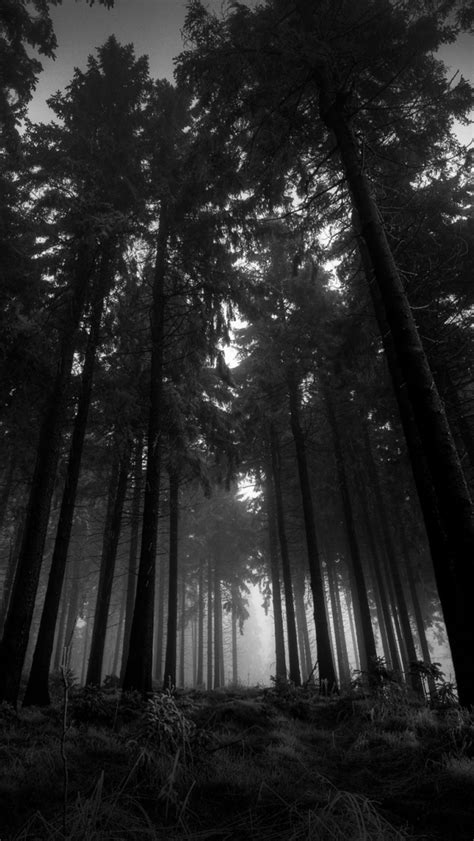 dark forest wallpapers  iphone  iphone pc