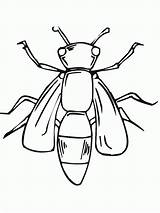 Coloring Bug Pages Printable Insect Kids sketch template