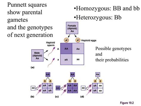 what is a punnett square and why is it useful in genetics sex linked