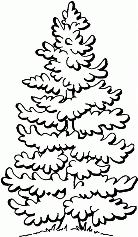 pine tree outline   pine tree outline png images