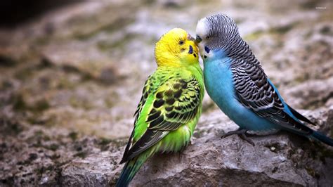 parakeet love wallpaper animal wallpapers
