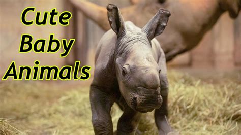 cute baby zoo animals   month april  youtube