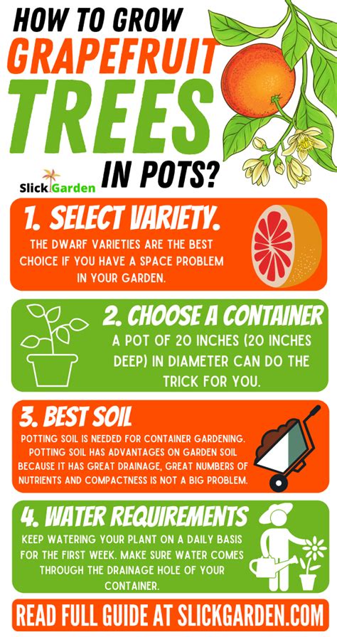 grow grapefruit trees  pots infographic potted trees