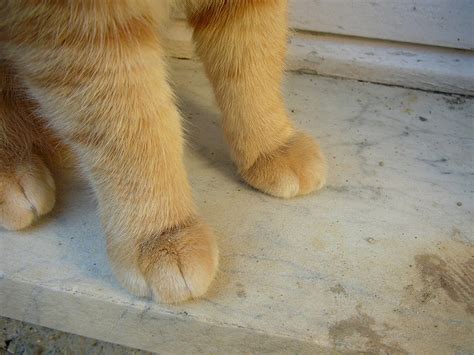 cats front paws   toes   paws    daily cat facts