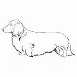 Dachshund Coloring Dog Pages Doghousemusic sketch template