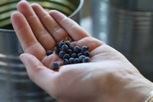 blueberry pickin pixelated crumb