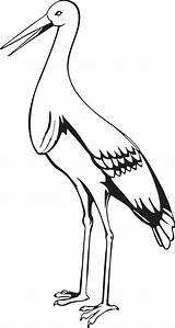 Stork Coloring Pages Getdrawings sketch template