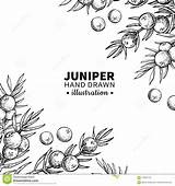 Juniper Engraved sketch template