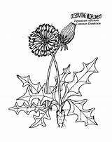 Coloring Dandelion Pages Herbs Kids Printable Drawing Weeds Sheets Color Dandelions Colouring Plants Silhouette Clip Blowing Line Getdrawings Plant Choose sketch template