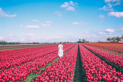 Tulip Fields And Windmills In Holland Barefoot Blonde By