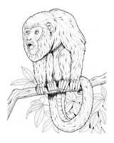 Monkey Howler Coloring Tree Lion Tamarin Golden Pages Supercoloring Printable sketch template