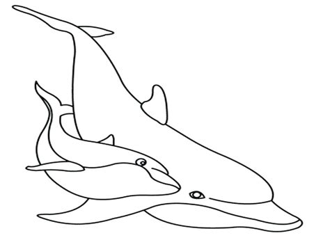 cute dolphin drawing  getdrawings