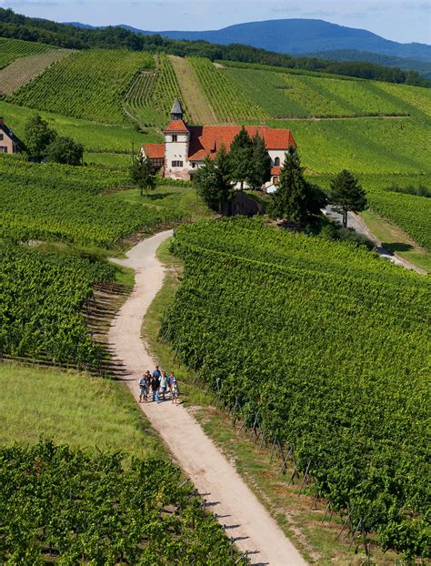alsace wine region  guide  enthusiasts wine folly