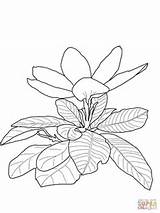 Gardenia Coloring Pages Drawing sketch template