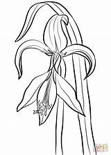 Amaryllis Coloring Jacobean Pages Coloringbay sketch template