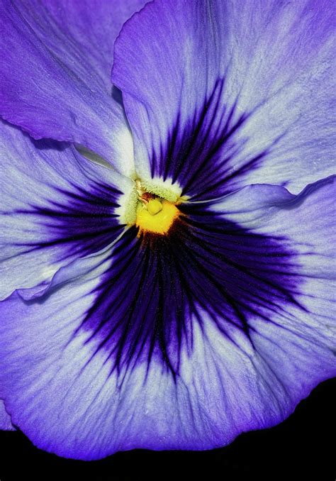 pansy closeup photograph by dave mills