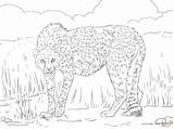 Cheetah Gepard Ghepardo Asiatic sketch template
