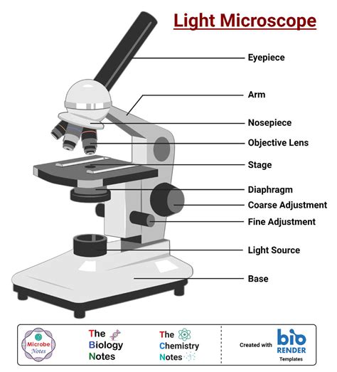 light microscope definition principle types parts labeled diagram magnification