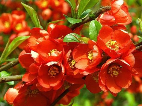 flowering quince chaenomeles speciosa   grow  care florgeous
