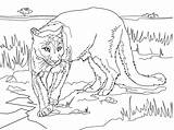 Cougar Puma Kleurplaten Lions Poema Kolorowanka Supercoloring Printen sketch template