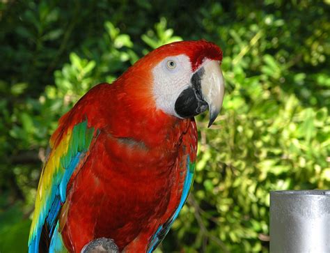 zenfolio kevin giannini photography florida parrot jungle