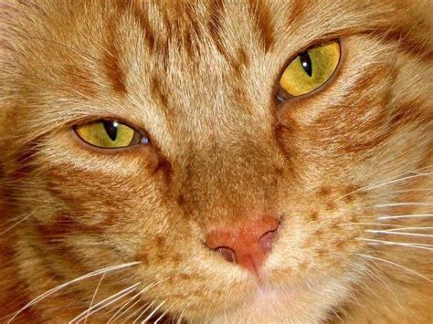 gorgeous cat sitter senior cat animal rescue site orange tabby cats ginger cats cat