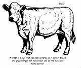 Coloring Longhorn Angus Cow Drawing Bull Clipart Vintage Cattle Pages Colouring Getdrawings Kids Book Webstockreview Gif sketch template