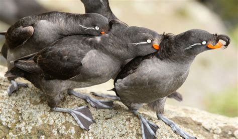 better know a bird the wild and kinky mating rituals of the crested auklet audubon