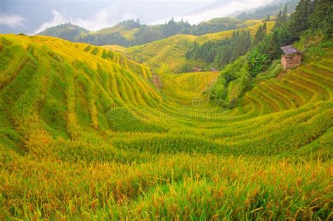 longji rice terraces stock photo image  curve landmark