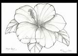 Bunga Raya Lukisan Mewarna Hitam Putih Raflesia Corak Fantastis Cikimm sketch template