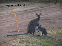 red necked wallaby adaptations   grampians