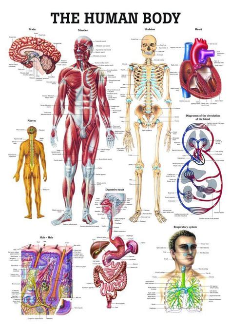 rudiger anatomie  human body laminated anatomy chart