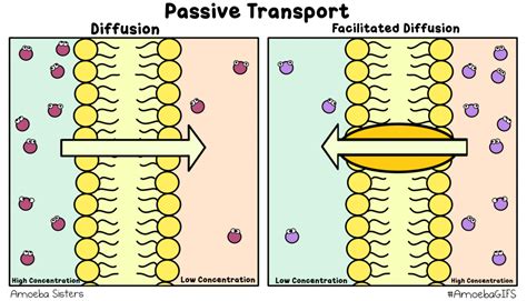 passive transport  period  phillips