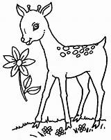 Deer Coloring Pages Baby Printable Kids sketch template