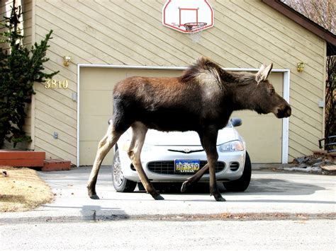 endearing improbable moose encounters north