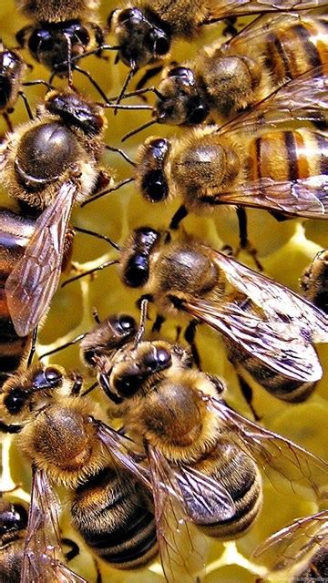 queen honey bee wallpaper desktop background