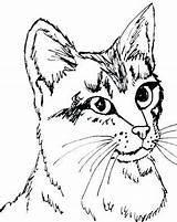 Coloring Pages Cat Tabby Anime Color Printable Real Animal Cats Kitten Patterns Detailed Colouring Realistic Puppy Cute Getcolorings Adults Sheets sketch template