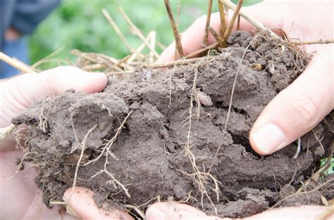 increase soil organic matter    year   farmer