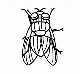 Fly Coloring Colorear Coloringcrew Insects Gif sketch template