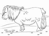 Pony Coloring Pages Shetland Beautiful Supercoloring Via sketch template