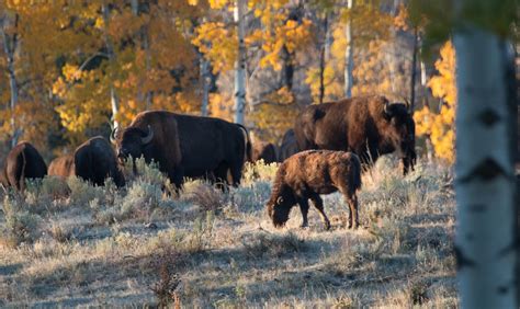 bison herd  stock photo public domain pictures