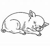 Coloring Pages Pig Baby Sleeping Piggy Pigs Printable Kids Cute Drawing Minecraft Print Realistic Colouring Miss Fern Adult Color Book sketch template