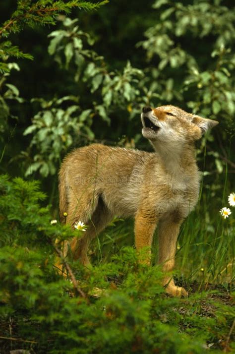 cute coyote pup howling stock image image  grassland