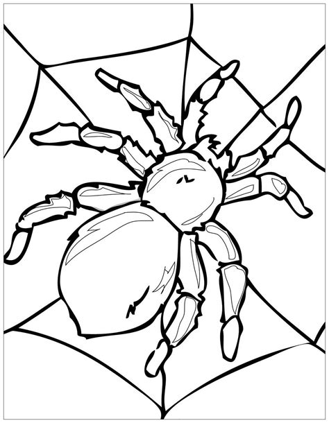 big spider butterflies insects adult coloring pages