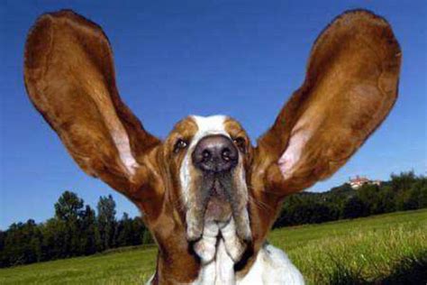kennel club   identify canine ear conditions  clean