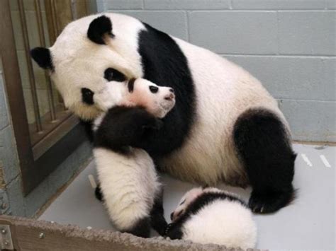 Atlanta S Twin Giant Panda Cubs Turn Out To Be Female