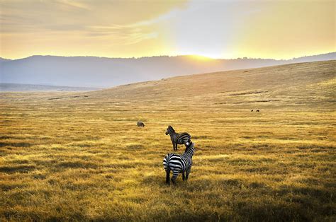 serengeti national park travel northern tanzania tanzania lonely