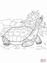 Coloring Tortoise Galapagos Pages Giant Printable Drawing Drawings Aldabra sketch template